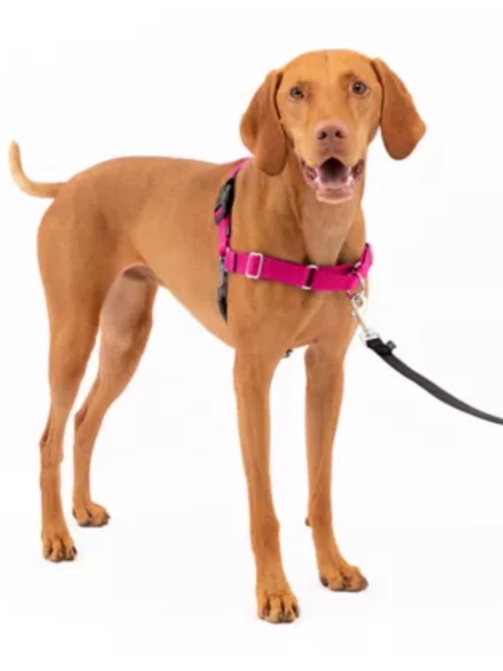 PetSafe Dog Harness